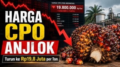 CPO Melemah Tajam, Harga Sawit Global Kembali Tertekan