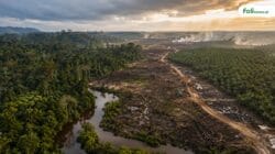 Ilustrasi deforestasi Kalimantan, pembukaan lahan, perkebunan sawit, dan krisis ekologis akibat tekanan konsesi