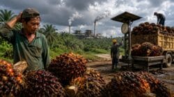 Pemerintah Bidik Perusahaan Sawit yang Tahan Harga TBS