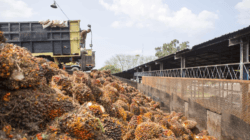 Pekebun sawit mengangkut tandan buah segar di Kalimantan Tengah saat harga TBS periode I Juni 2026 naik