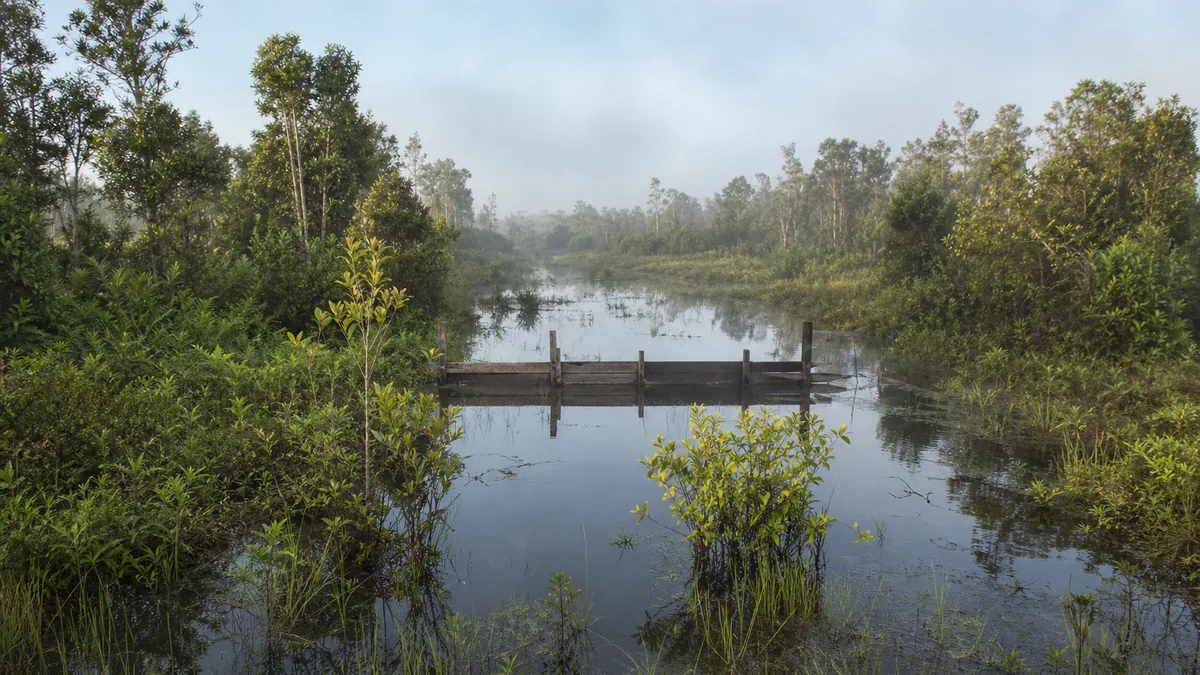 Lanskap lahan gambut Kalimantan yang tetap basah dengan kanal air dan vegetasi hijau