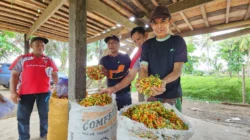 Dokumentasi: Harga Cabai Rawit Tembus Rp105 Ribu, Konsumen Tertekan