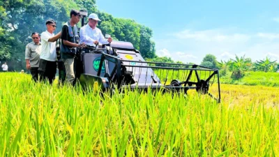 Produksi Padi Naik Tipis, Kekeringan Membayangi Panen