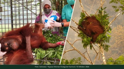 Asap karhutla mengancam orangutan dan perawatan Novita
