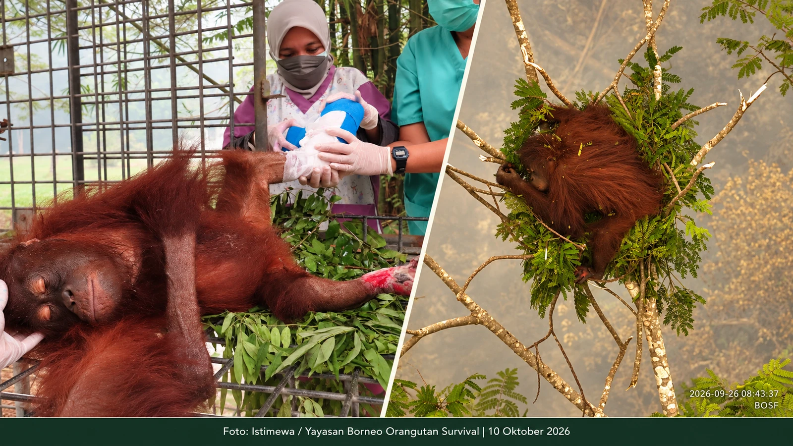 Asap karhutla mengancam orangutan dan perawatan Novita