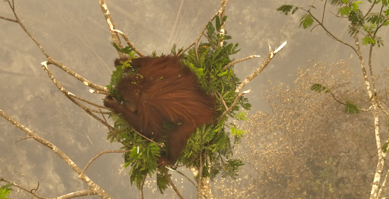 karhutla kalteng